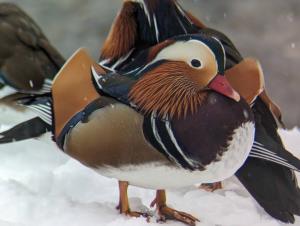 オシドリ　オス