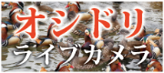 オシドリライブカメラ