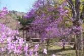 滝山公園つつじまつり